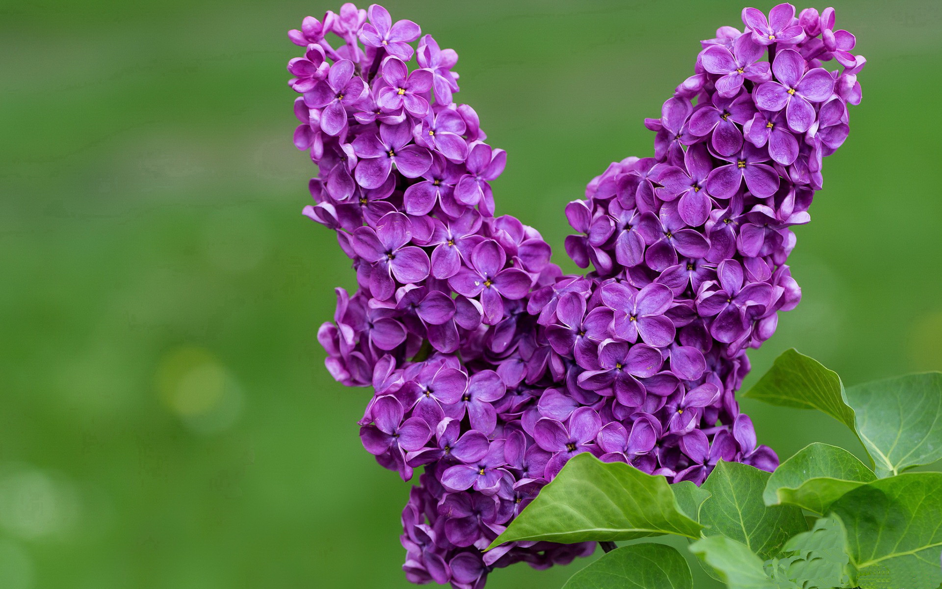 2024年混合团体世界杯：印度队如何逆袭强队，印度世界杯退赛