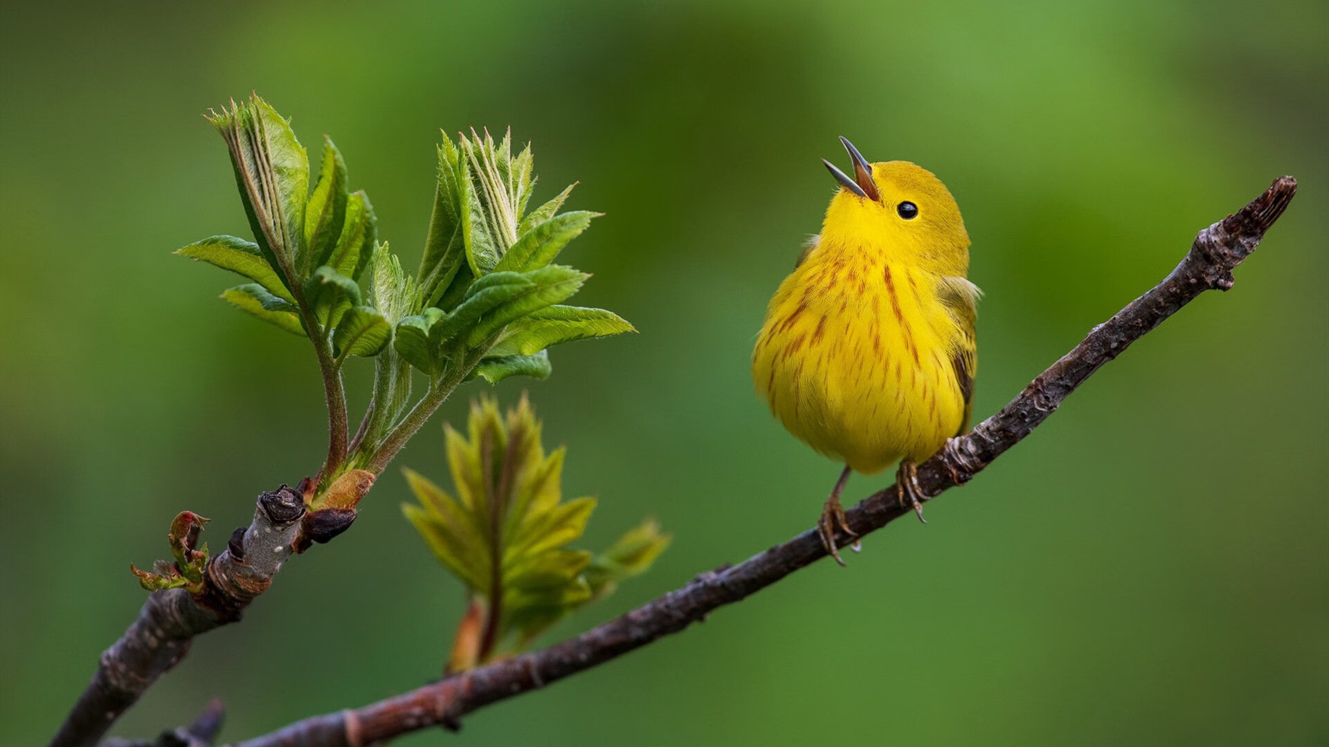 “快艇冲浪：东三叉湖赛场上演极限速度的水上对决”
