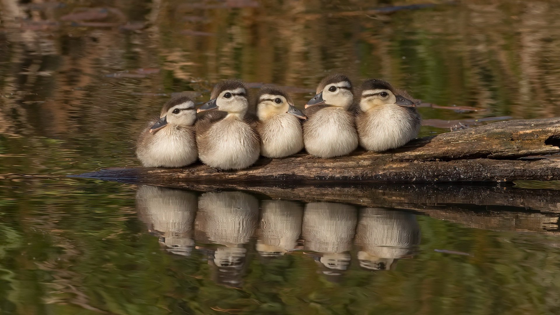 开云体育-五大联赛转会窗口期后成绩波动是否更明显，五大联赛转会截止