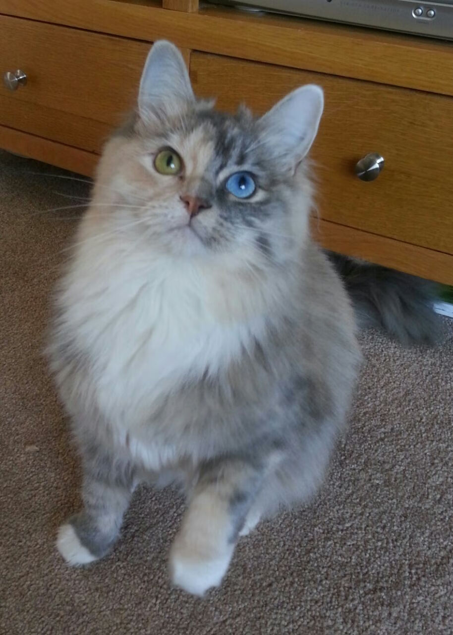 五大联赛转会窗口期后成绩波动是否更明显,五大联赛转会截止