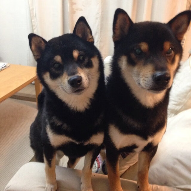 博洛尼亚积极逼抢令对方难以组织，博洛尼亚宣言成员