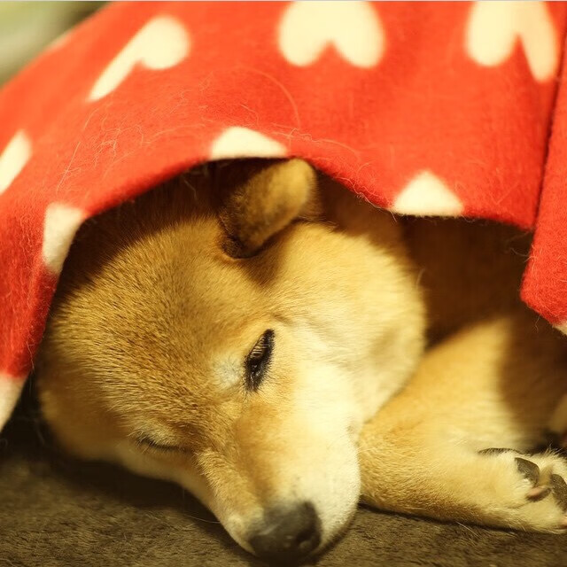 开云体育app注册-德国队在2024年乒乓世界杯的精彩对决回顾，2020德国世乒赛结果