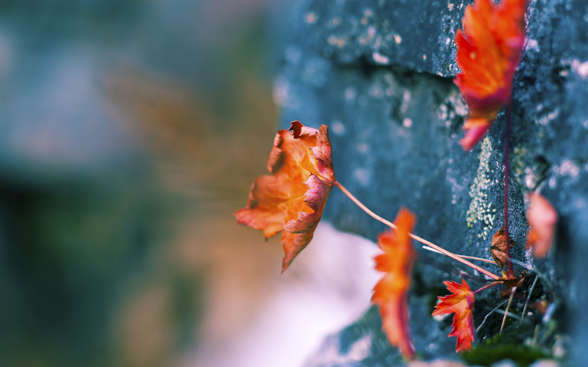 波兰队在国际乒联混合团体世界杯中的战术分析与未来展望，波兰乒乓球著名运动员