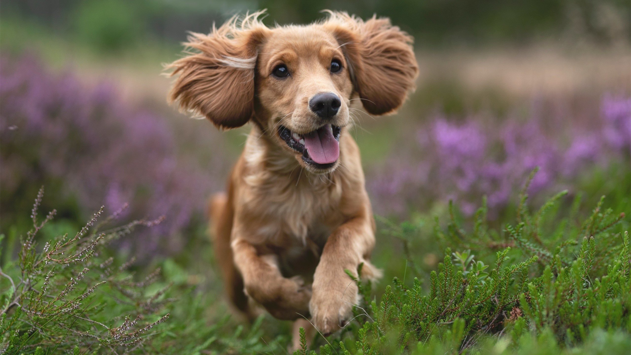 开云体育官网-澳大利亚队如何通过团体赛制打破传统单打困境，澳大利亚队12强赛大名单