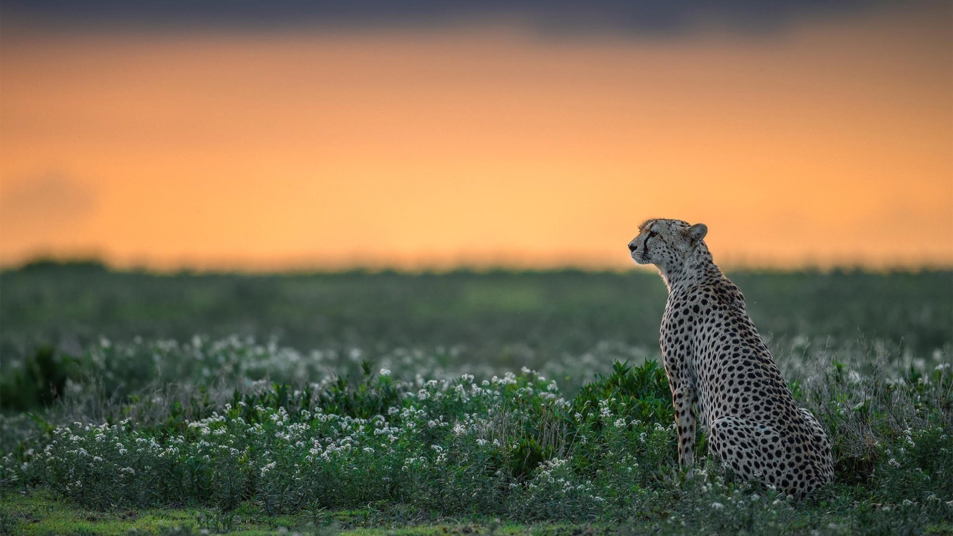 都灵中前场多点联动提升进攻效率，都灵队前锋