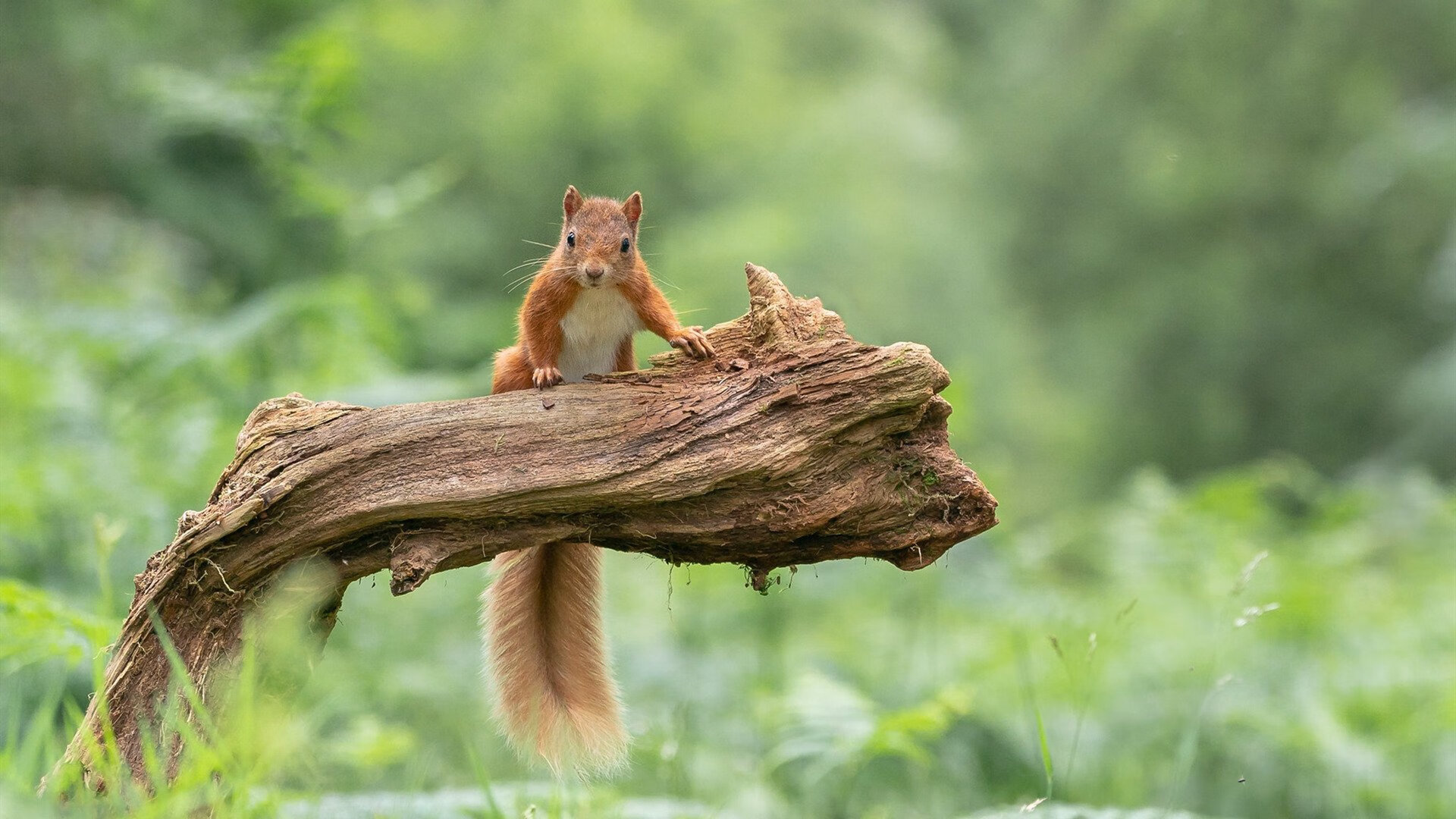 中甲俱乐部搭建线上球迷社群增强支持互动感，足球联赛交流群