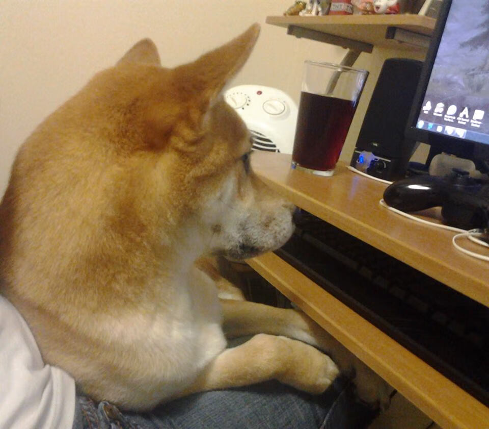 南非橄榄球：在世界赛事上持续崭露头角，南非 橄榄球