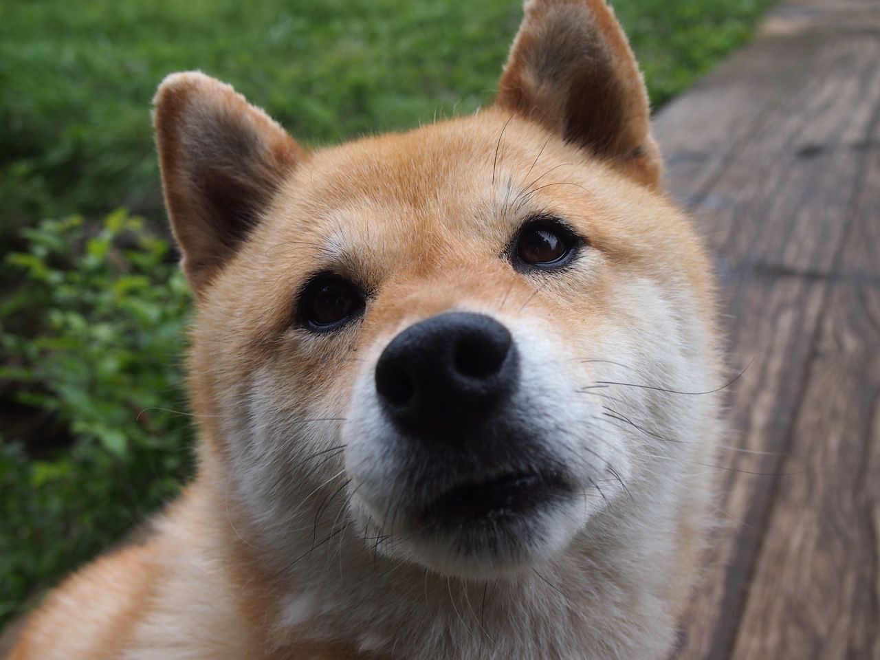 开云ky官网-奥康纳的踢球技术成袋鼠队进攻的一大亮点，袋鼠和奥康的哪个档次高些