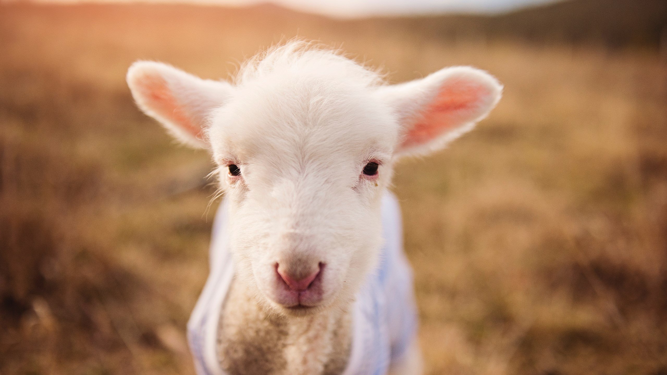 森林狼更衣室氛围影片引人泪目，森林狼男装