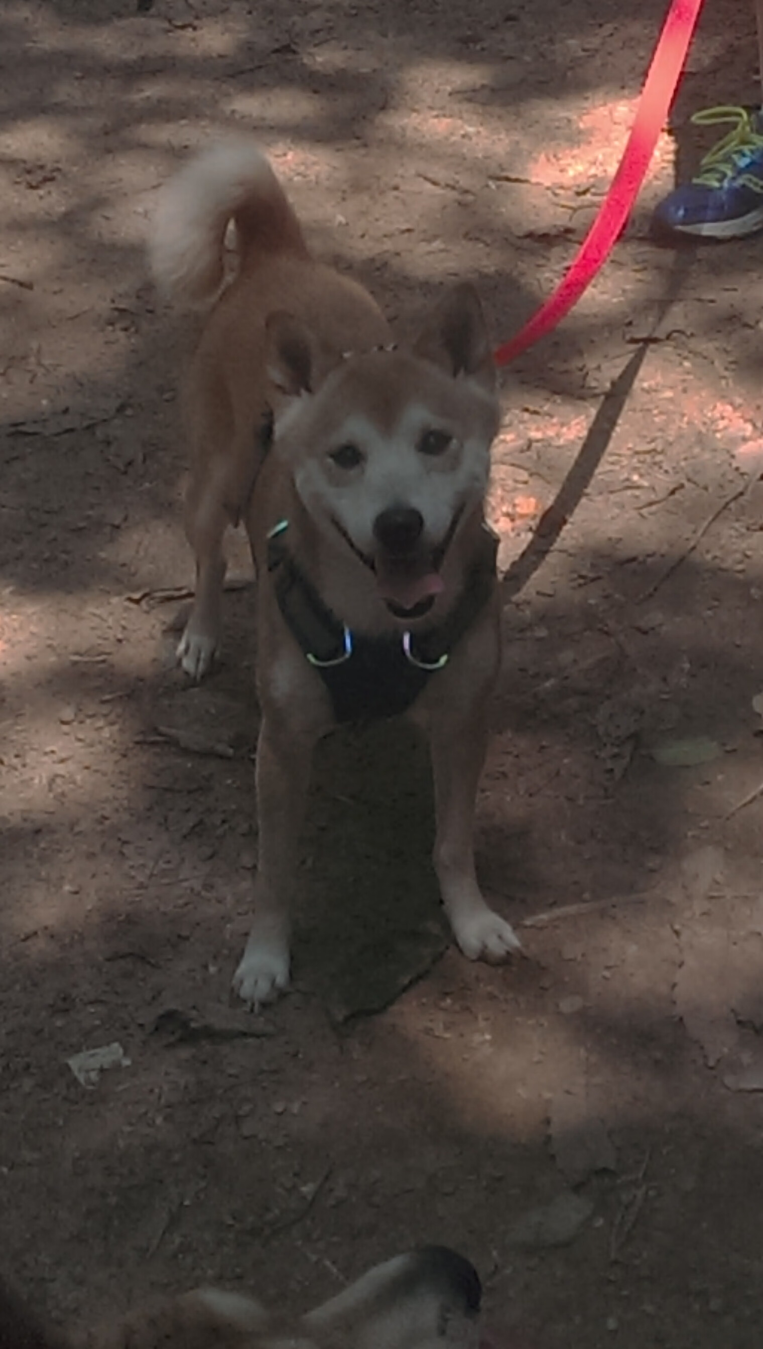 电子竞技全球热潮 新赛事引发关注，电子竞技全球热潮 新赛事引发关注的是