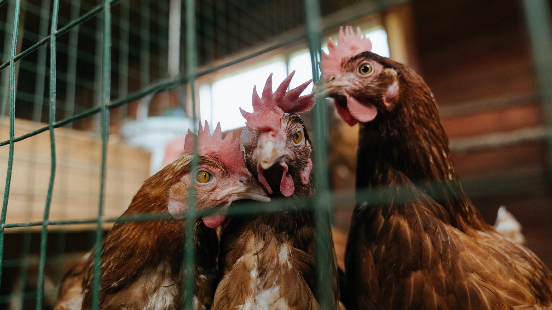 皮特·卡普尔的反击速度与精准度为袋鼠队带来更多进攻机会,皮特卡罗尔