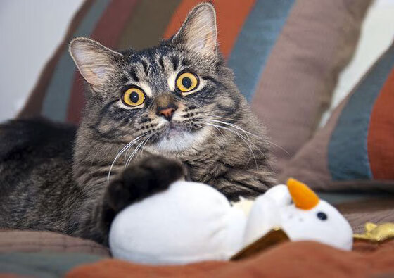 开云体育app官网-美国队强劲冲刺力助攻金牌归来，美国队 夺金点