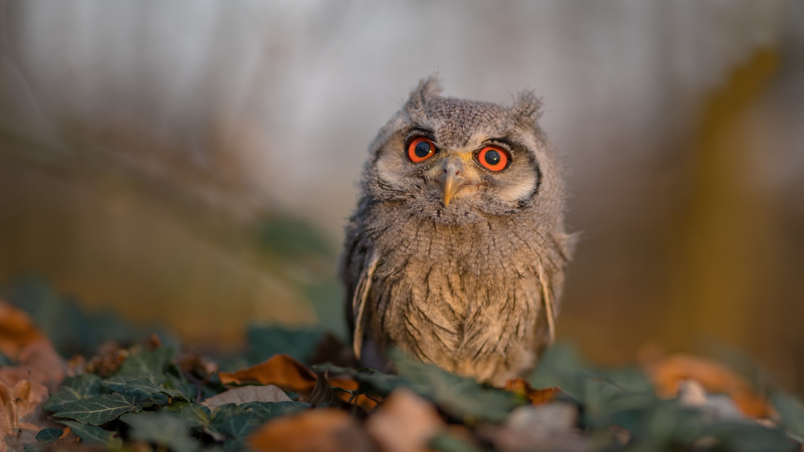 莱昂·马尔尚用速度与耐力完美结合,豪尔赫·莱昂马丁内斯