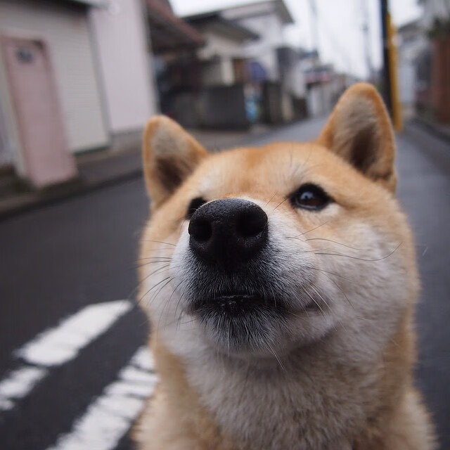 蝶泳初赛突尼斯新秀表现不俗,最新蝶泳视频