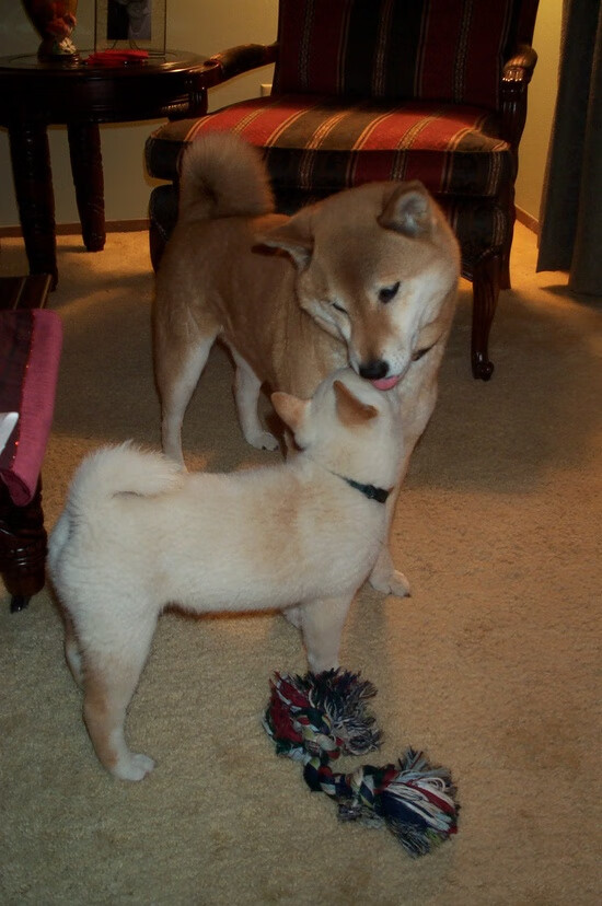 3_0横扫!樊振东德国杯首秀直接封神!,樊振东德国公开赛视频