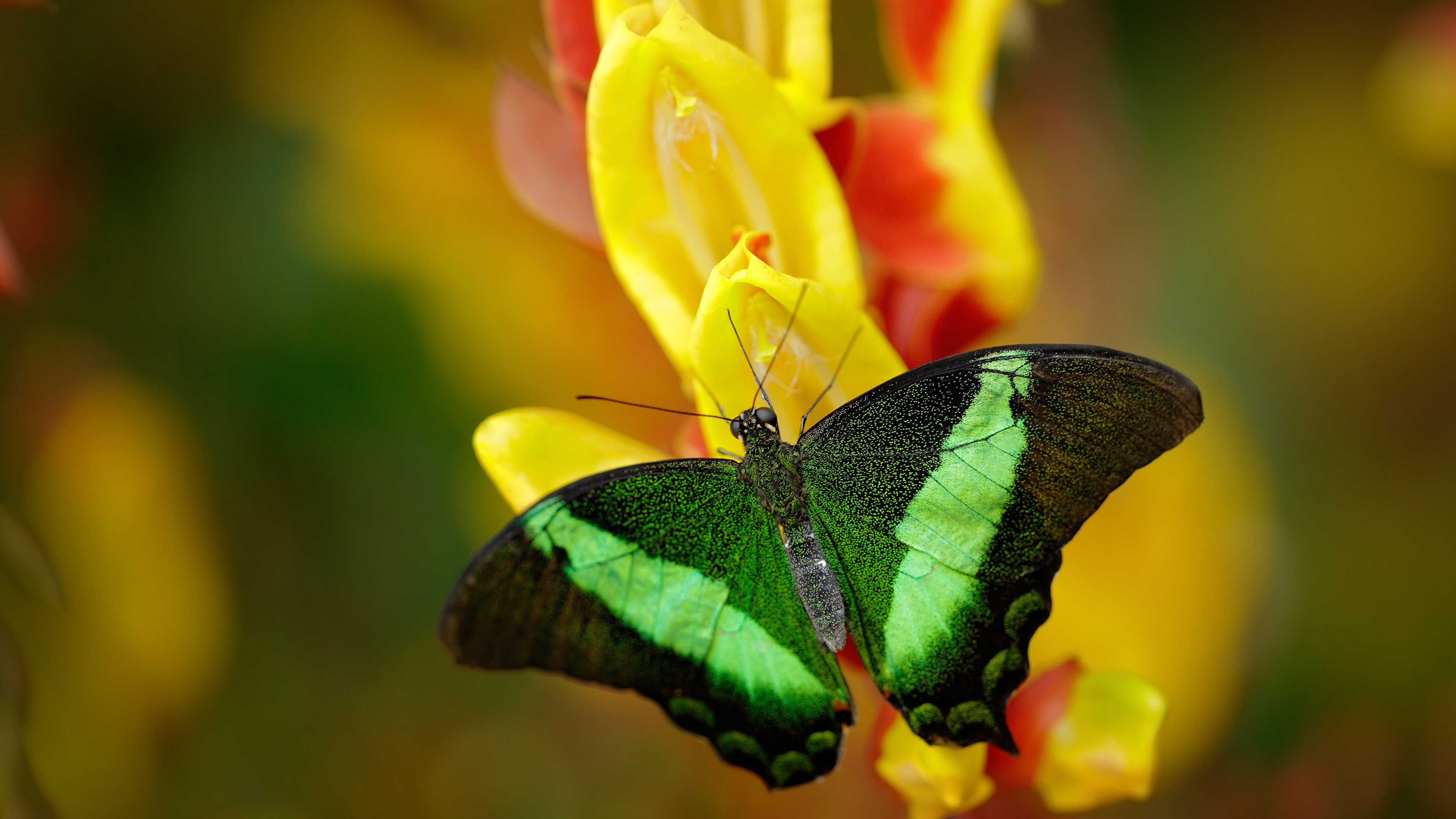 中国篮球与青少年健康发展，中国青少年篮球的发展方向